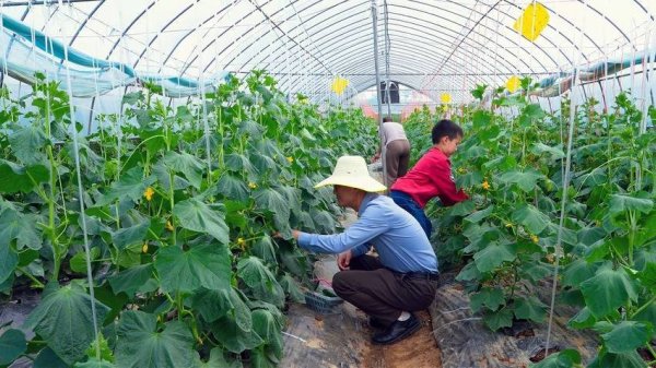 孝昌：果蔬丰收正当时 田园采摘引客来