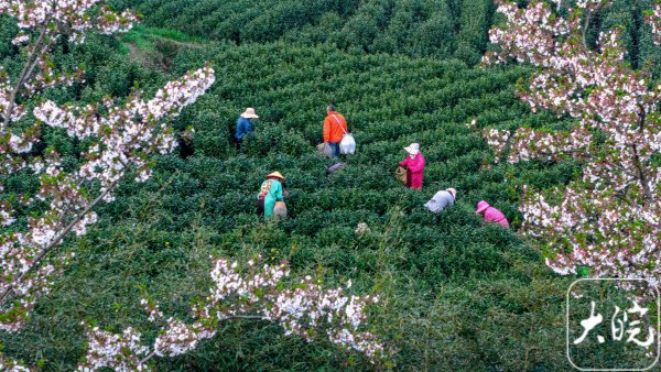 庐江：全力抢收优质“明前茶” 丰盈茶市